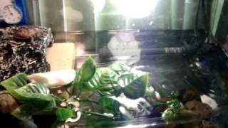 My Chinemys reevesii Reeves Turtle Basking in her tank [upl. by Lanoil]