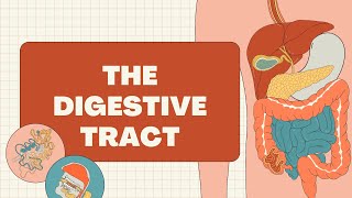 Alimentary Canal  The Digestive Tract [upl. by Ciaphus]