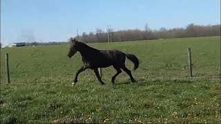 2022 KWPN Gelding by So Perfect Sezuan  So Special [upl. by Lebiralc]