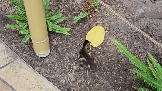 baby ducking followed by mama in International Market Place in Honolulu [upl. by Lough]