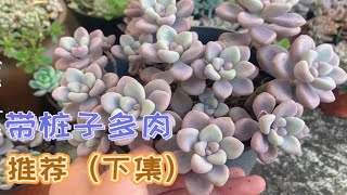 带桩子多肉推荐，建议露养，操心少还霸气！ [upl. by Einohpets]