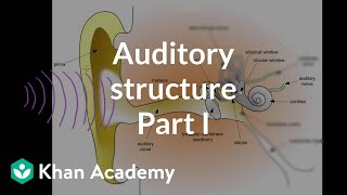 Auditory structure  part 1  Processing the Environment  MCAT  Khan Academy [upl. by Llednar888]