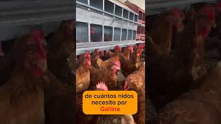 Sabes cuales son las medidas de los nidales en tu GALPÓN de GALLINAS PONEDORAS [upl. by Elac]