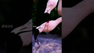 Why Flamingo’s feed blood to their Baby 😢😨 flamengo bird [upl. by Balbinder]