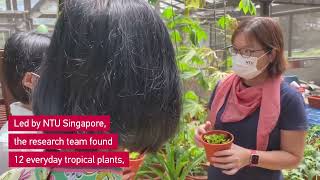 Using local plants to remove toxic metals from soil [upl. by Melvin]