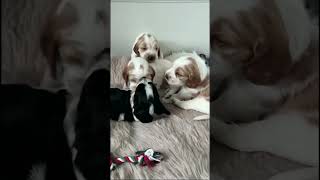 British Cocker Spaniel Puppies at 4 Weeks Old Full of Energy and Charm [upl. by Nilecoj]