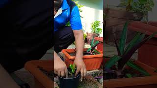 Rhoeo Plant 🌱 Repotting hangingplant🪴🎍 trending gardening plants🥀 [upl. by Shewmaker]