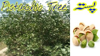 Pistachio Tree  Pistachio Nut Tree Complete information  Pista Tree  Beauty With Gardening [upl. by Nalda]