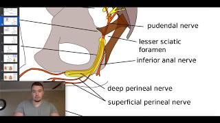 The Pudendal Plexus Levator Ani Nerve amp the Coccygeal Plexus [upl. by Akenot]