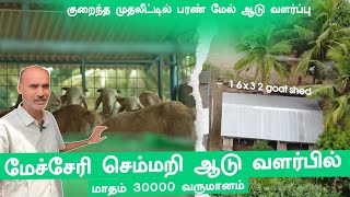 செம்மறி ஆடு வளர்ப்பு மாதம் 30000 வருமானம் brothersfarmtamil brothersfarm aaduvalarpu [upl. by Goodill840]