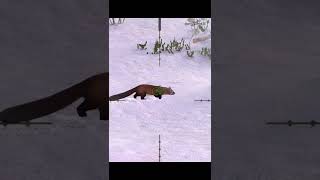 Sable  Kamchatka  hunting game  hunting clash [upl. by Dahraf]