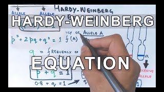 HardyWeinberg Equation  Detailed [upl. by Judson]