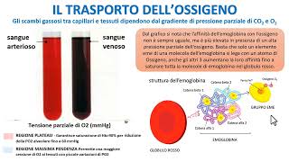 IL TRASPORTO DELLOSSIGENO NEL SANGUE [upl. by Saree663]