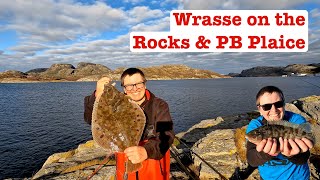 Wrasse on the Rocks and a PB Plaice [upl. by Chapman]