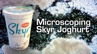 Skyr Yoghurt under the Microscope 400x 800x [upl. by Davida]