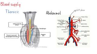 oesophagus surgical anatomy [upl. by Nnylekoorb]