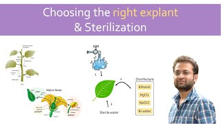 Explant types and sterilization in plant tissue culture [upl. by Aicemat649]