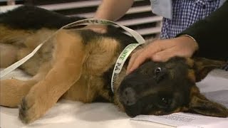 Så får du hunden att sluta skälla  Nyhetsmorgon TV4 [upl. by Alien]