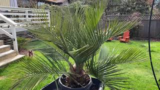 Planting a gorgeous Jubaea Chilensis [upl. by Nashoma569]