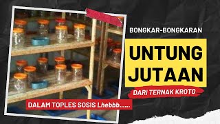 Cara Mudah BETERNAK KROTO Semut Merah dalam Toples dan Pipa Paralon [upl. by Simdars]