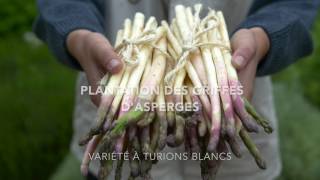 Asperges  plantation culture et cuisine [upl. by Iblehs180]