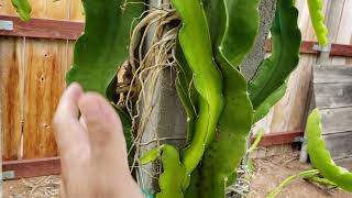 What are adventitious roots and how it relate to your dragon fruit plants [upl. by Delphina57]