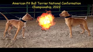 Best Champion APBTs American Pit Bull Terrier Nationals Complete Show 2022—Salt Lake Utah [upl. by Ellenahc]