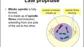 Mitosis Four stages of dividing a nucleus [upl. by Carry]