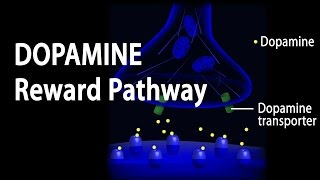 Neuroscience Basics Dopamine Reward Pathway Animation [upl. by Ecissej660]