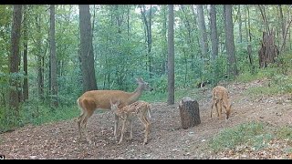 Whitetailed Deer Two Fawns And A Doe [upl. by Merill790]