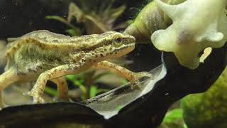 Palmate newt and watersnail Fadenmolch und Wasserschnecke [upl. by Nyrroc]