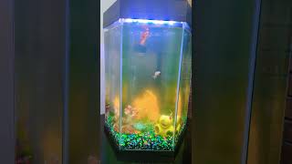 Fish Tank Cloudy Water Problem [upl. by Yornek]