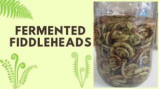 Fermented Fiddleheads [upl. by Nylahsoj]