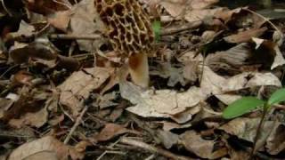 Morel Mushroom Life Cycle growth Time Lapse [upl. by Ornstead609]