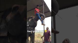 bollywood song hindisong elephant funnymusic funny [upl. by Nodmac234]