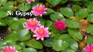 Winter Hardy Water Lilies Pond Megastore Introduction [upl. by Thekla]