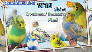 พาย หงส์หยกสีพาย สวยๆ โดมิแนนซ์รีเซสซีฟ สีหงส์หยก EP2 dominant vs recessive pied budgie [upl. by Anual235]