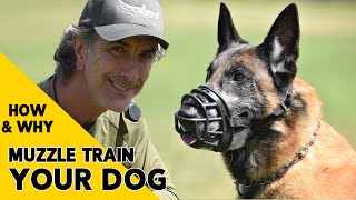 How and Why to MUZZLE Train Your DOG [upl. by Ennyroc]