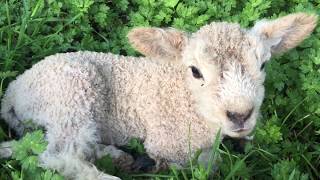 Cute baby lamb bleating  Baby lamb makes baaing sounds [upl. by Eltsirk643]