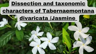 Dissection and Taxonomic characters of Tabernaemontana divaricataJasmine chandni botanypractical [upl. by Idnym566]