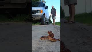 Corn Snake Jumps into my Hands 😳 shorts [upl. by Carrol]