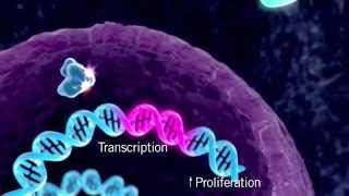 The HER Signaling Pathway [upl. by Damalus87]