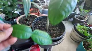 Ep103 How to take care my Kaffir lime leaf tree [upl. by Hertz281]