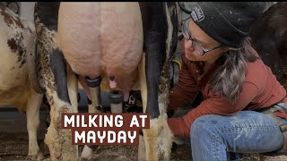 Milking Cows in a TieStall Barn [upl. by Holbrooke743]