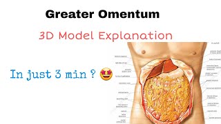 Greater Omentum Anatomy MADE SUPER FUN [upl. by Hueston]