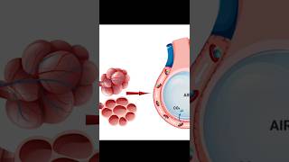 Surface Area  Alveoli amp Pulmonary Capillaries physiology lungs respiration [upl. by Seftton]