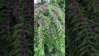 American beautyberry Callicarpa americana in Mint Family Lamiaceae [upl. by Noseaj874]