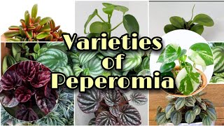 TOP Peperomia Plant Identification  PeperomiaIdentification [upl. by Hamilton]