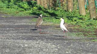 Squawking Spurwing Plover goes Splat [upl. by Ahsienak158]