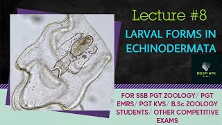 Larval forms in echinoderms I ssb pgt zoology I BSc zoology I bilingual content odia amp english I [upl. by Libyc959]